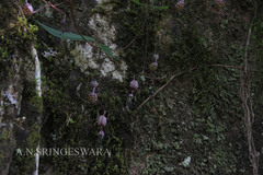 Ceropegia decaisneana